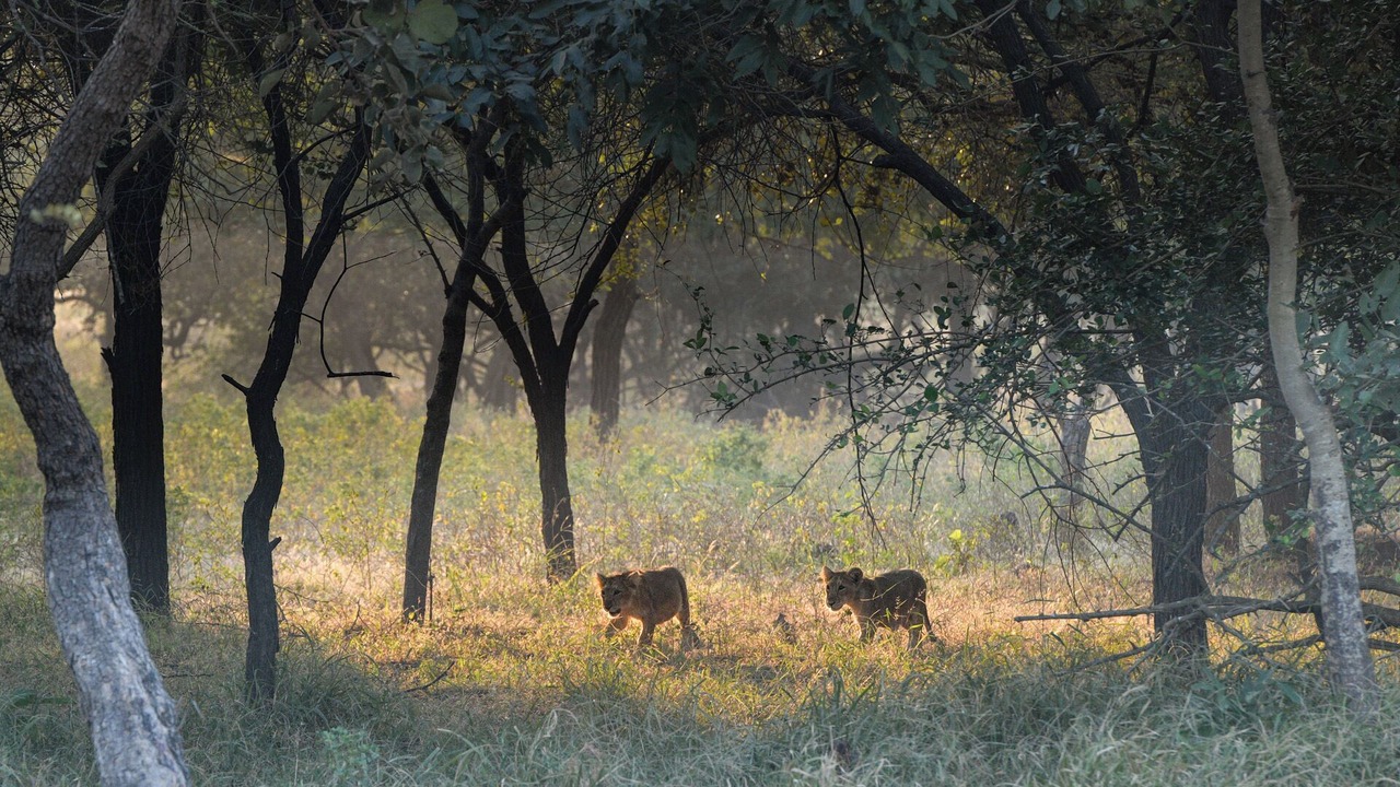 Photo of Outdoor in Talala