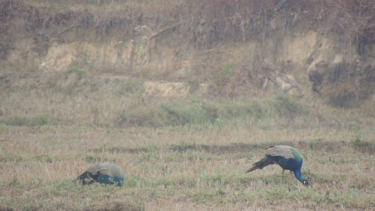 Photo of Outdoor in Timbholi
