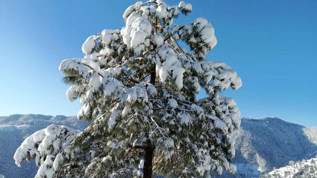 Photo of Others in Shimla