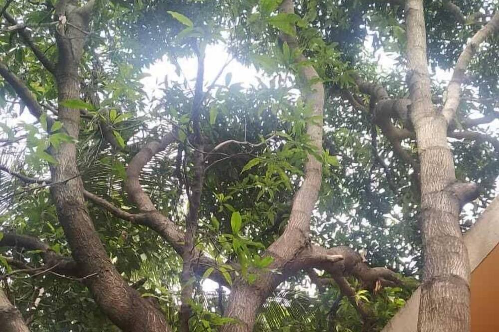 Photo of Outdoor in Kothrud