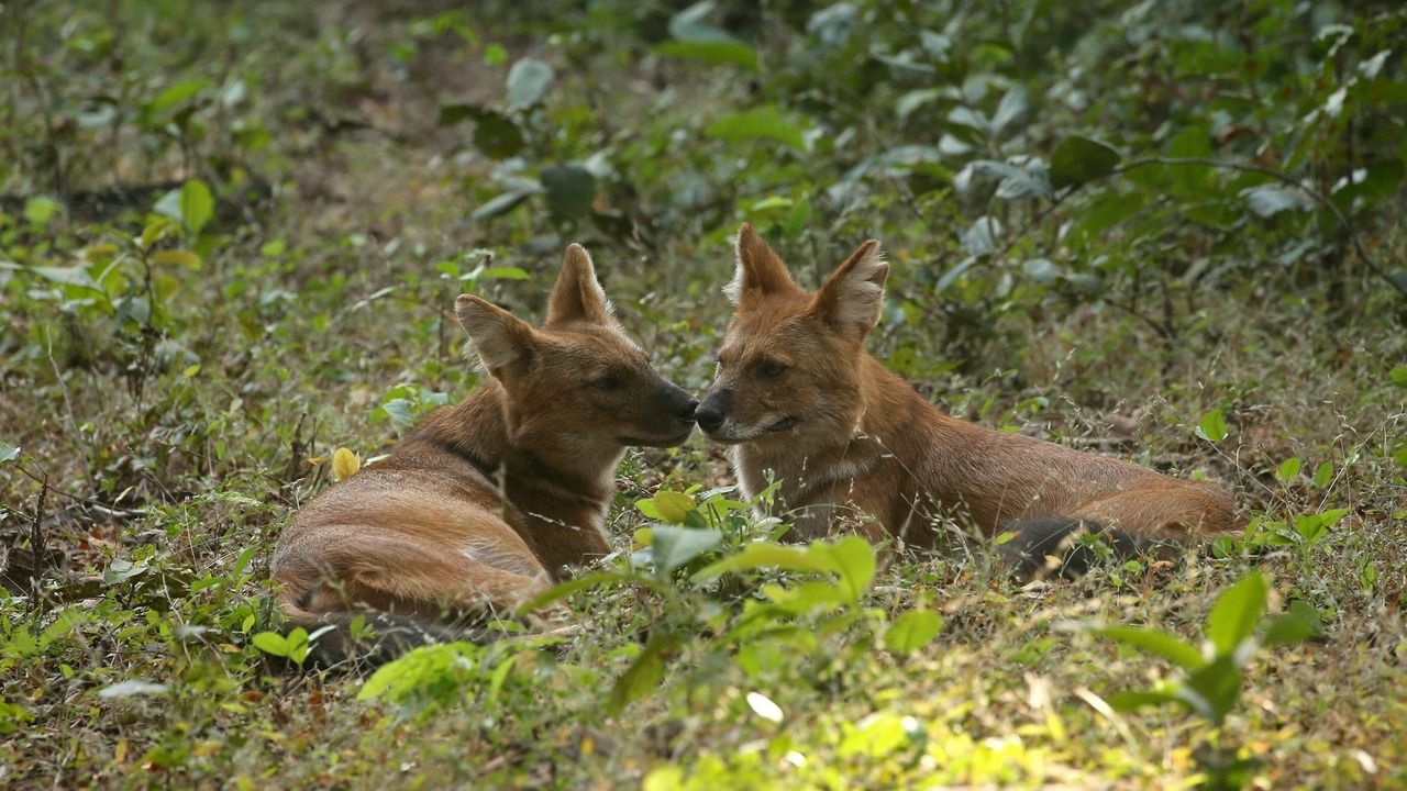 Photo of Others in Chandrapur