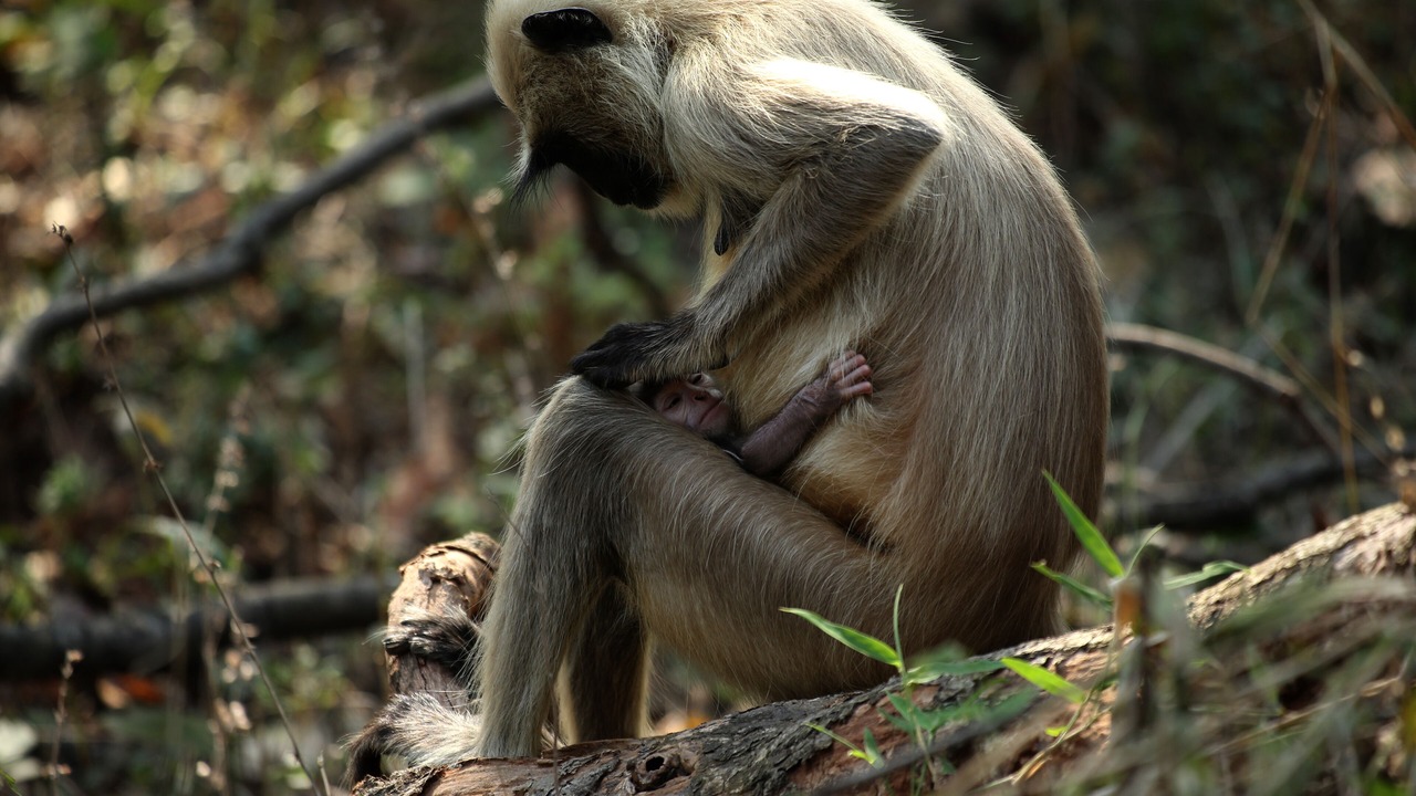 Photo of Others in Chandrapur