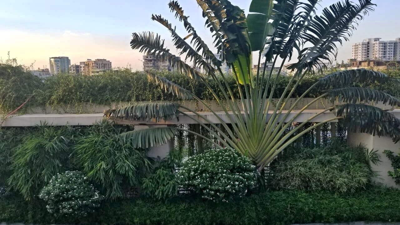 Photo of Patio Balcony in Dhaka