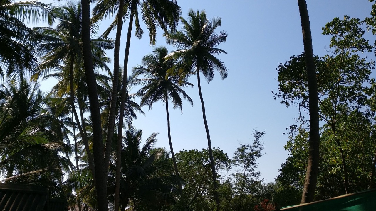 Photo of Outdoor in Mandrem