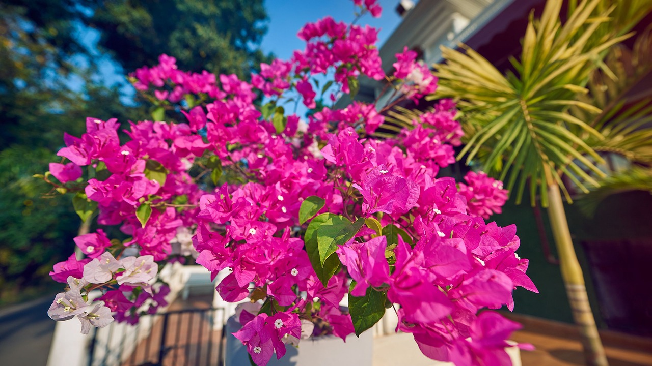 Photo of Outdoor in Siolim