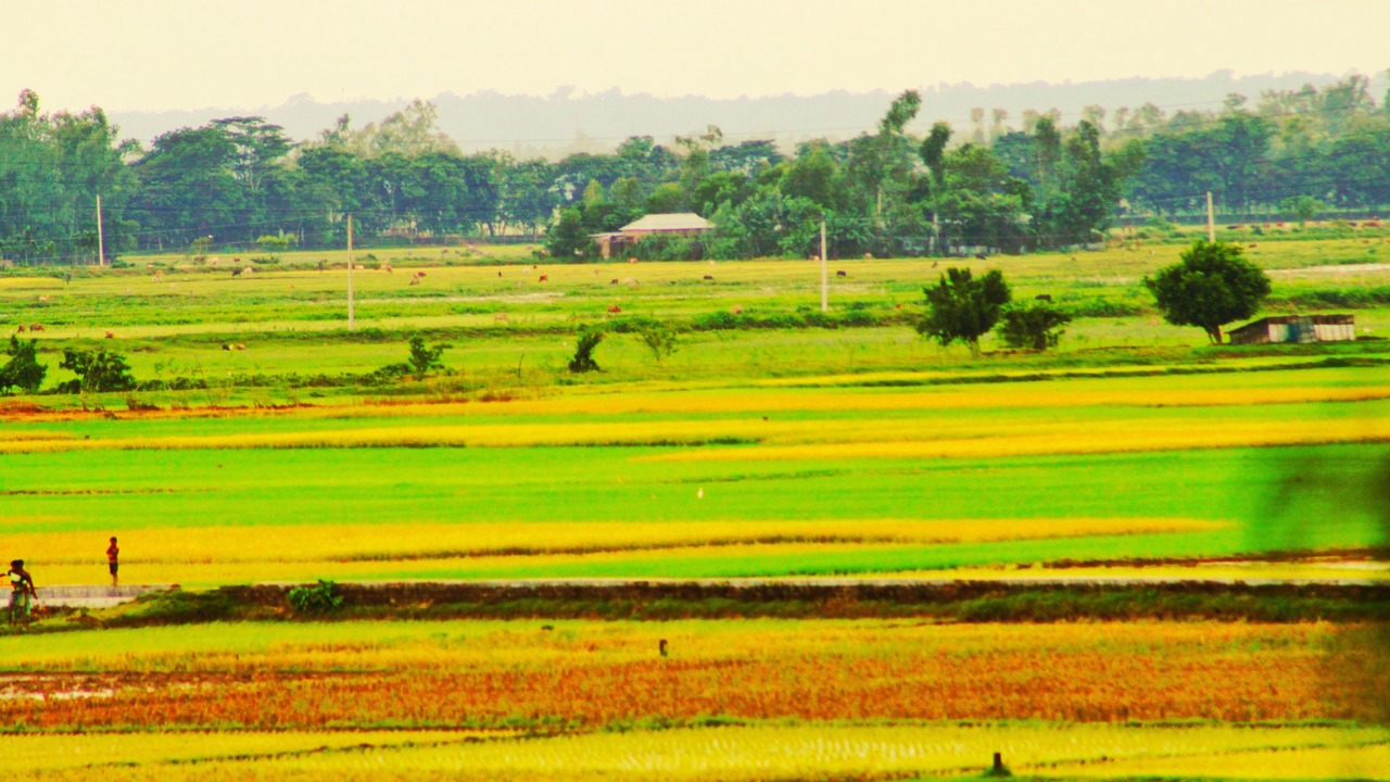 Photo of Others in Sreemangal Upazila