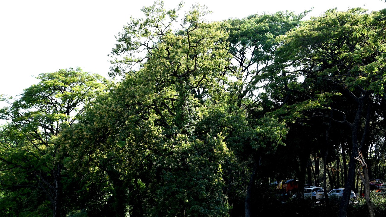Photo of Outdoor in Palampur