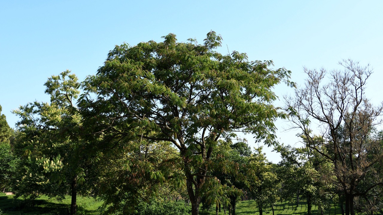 Photo of Outdoor in Palampur