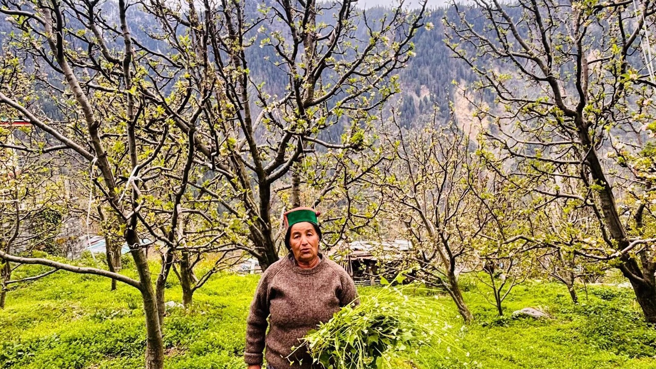 Photo of Others in Nichar
