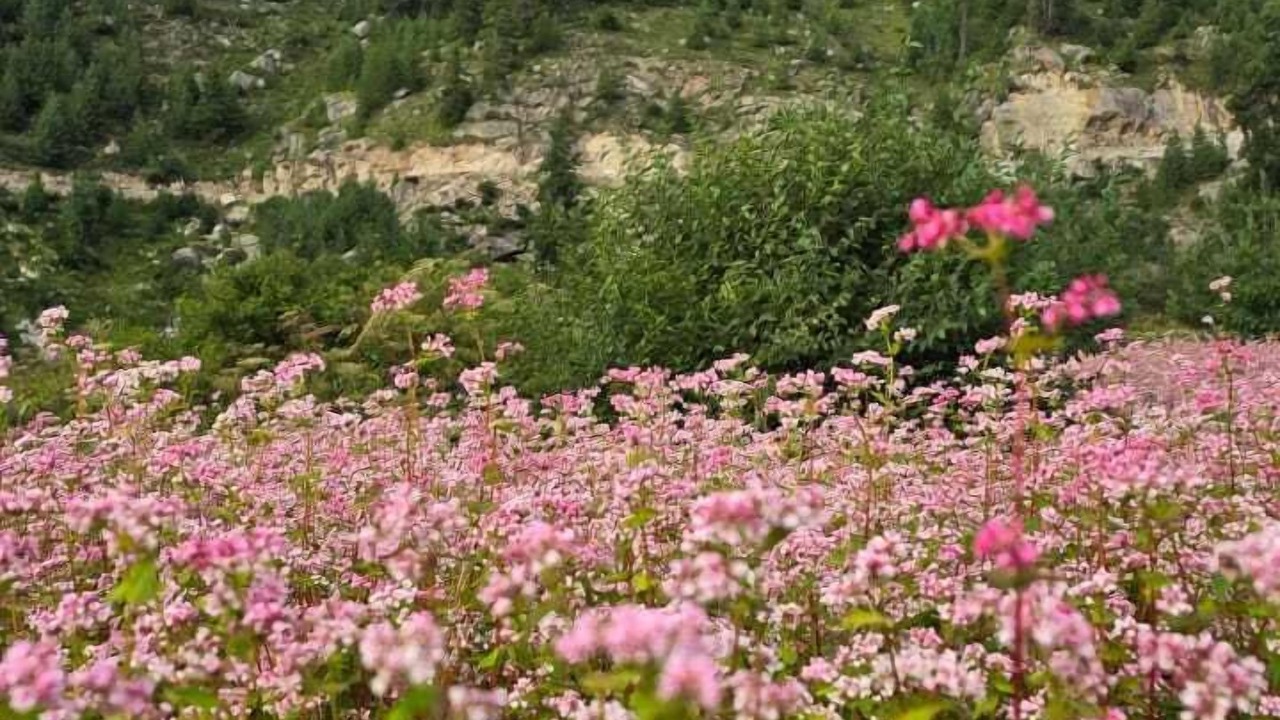 Photo of Outdoor in Sangla