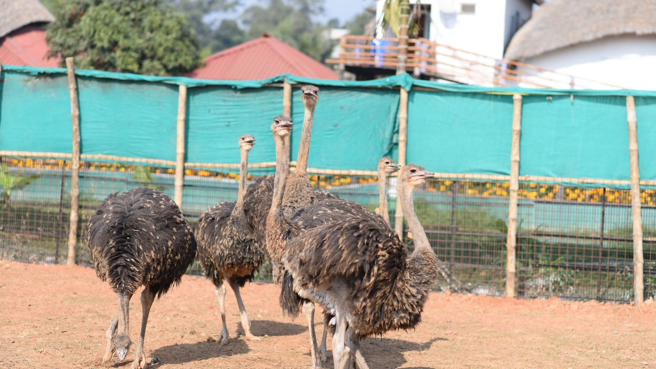 Photo of Others in Bishnupur