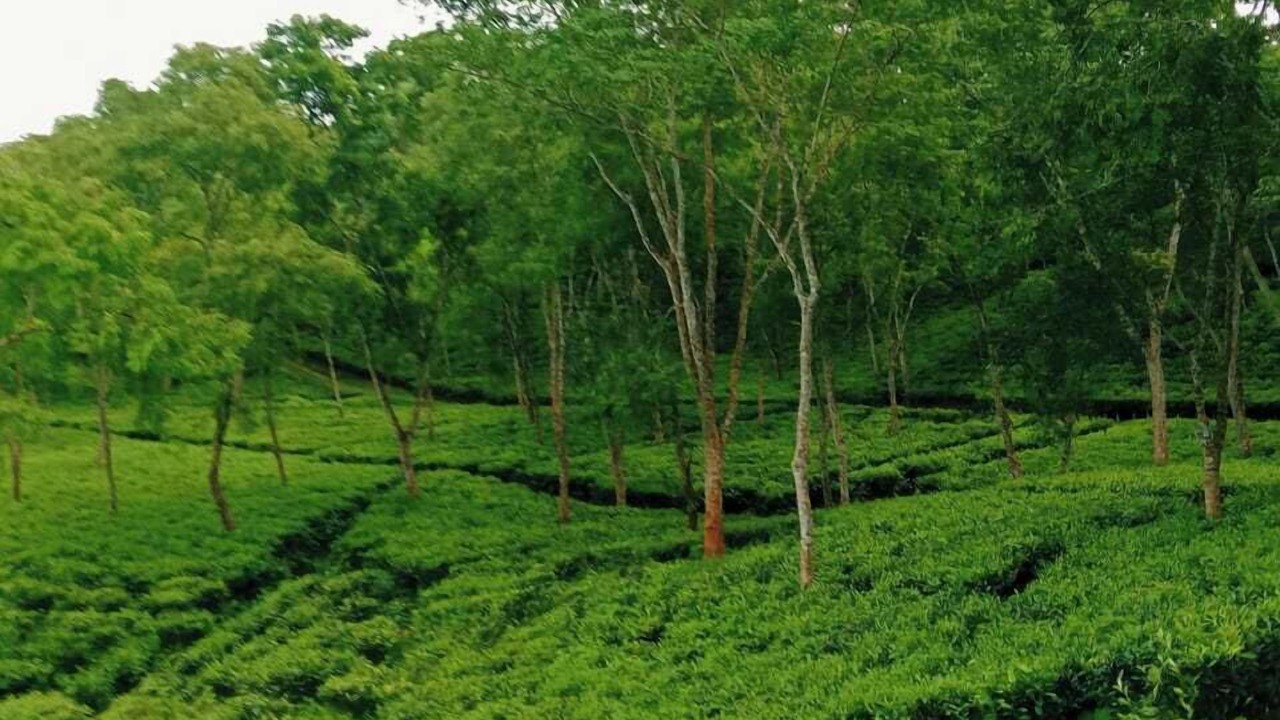 Photo of Outdoor in Sreemangal