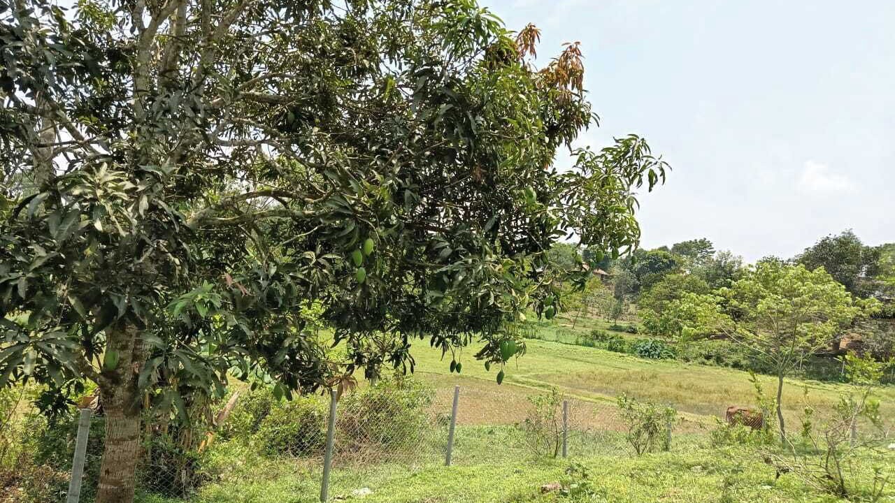 Photo of Outdoor in Sreemangal