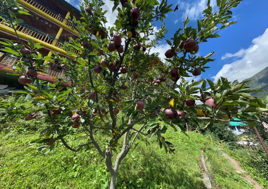 Photo of Outdoor in Tosh