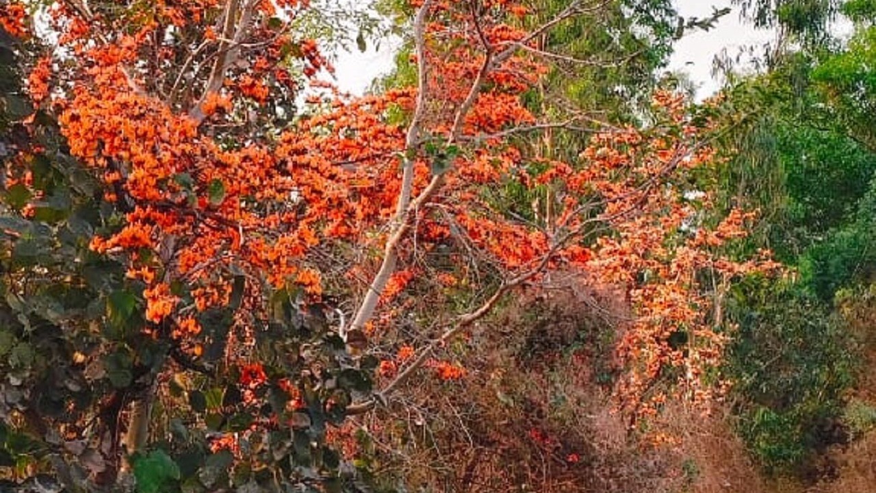 Photo of Outdoor in Ajodhya
