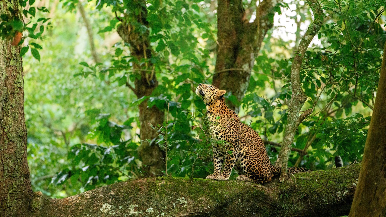 Photo of Outdoor in Virarajendrapet