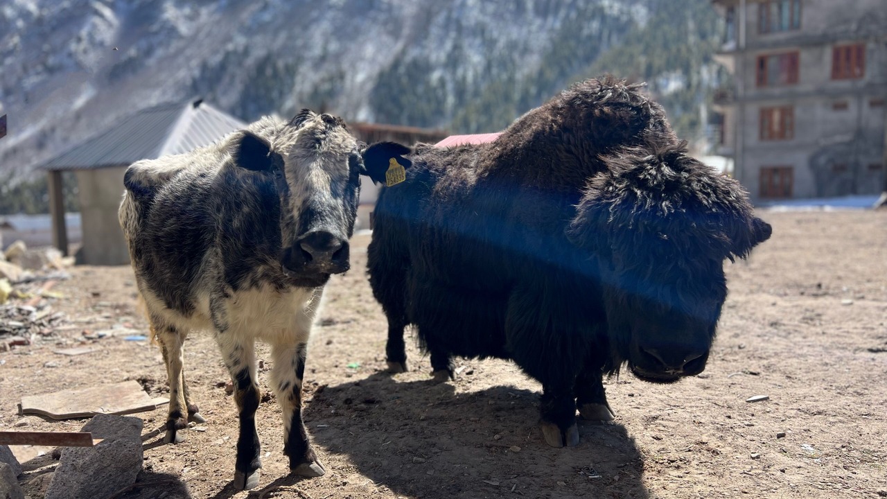 Photo of Others in Chitkul