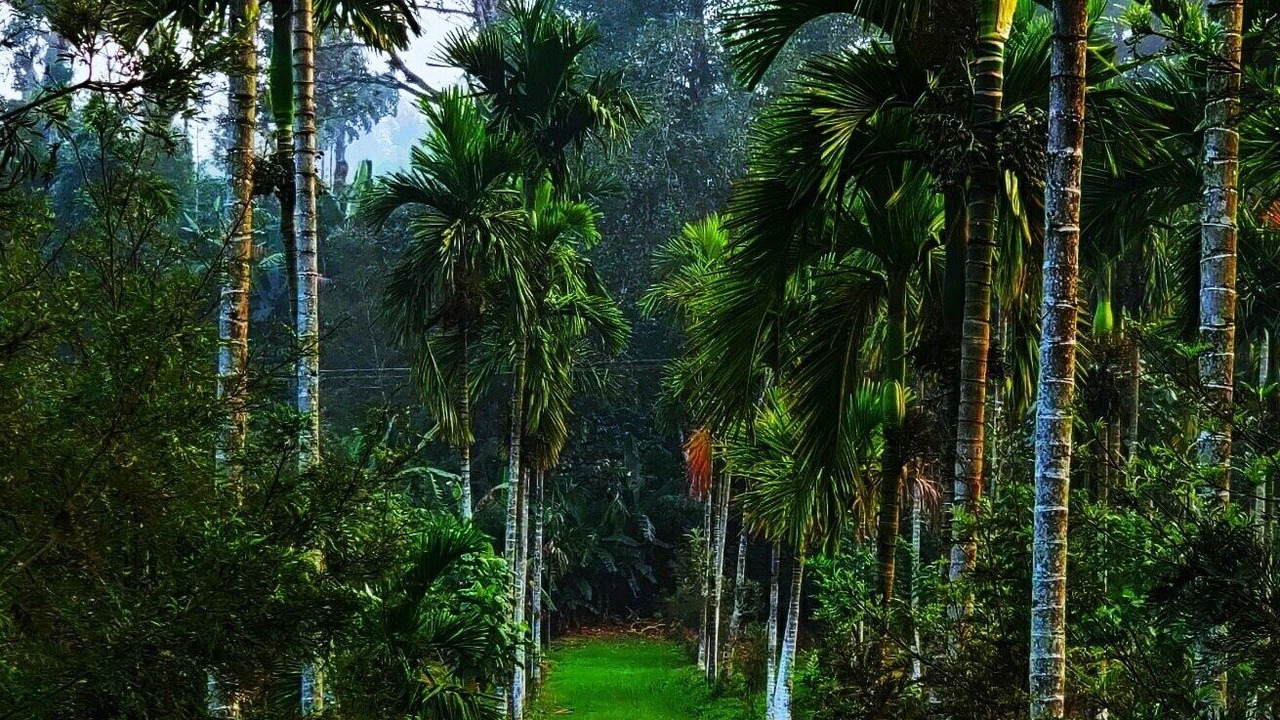 Photo of Outdoor in Virarajendrapet