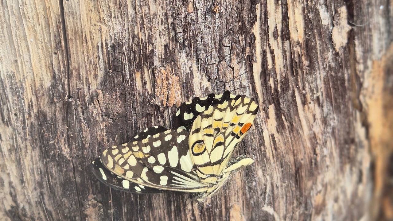 Photo of Outdoor in Paud