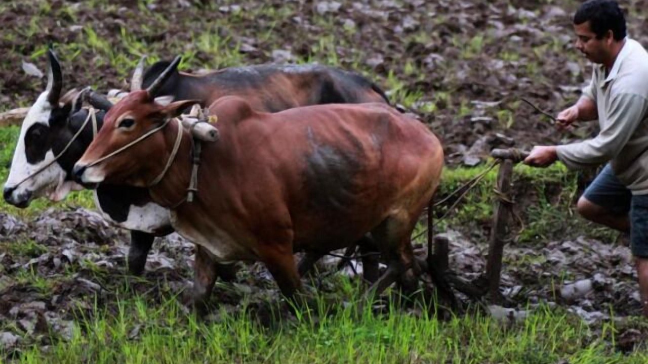 Photo of Others in Kattikkulam