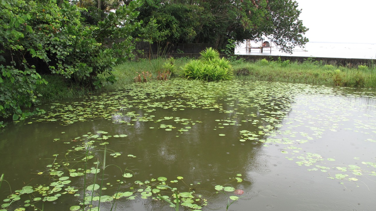 Photo of Outdoor in Thanneermukkom