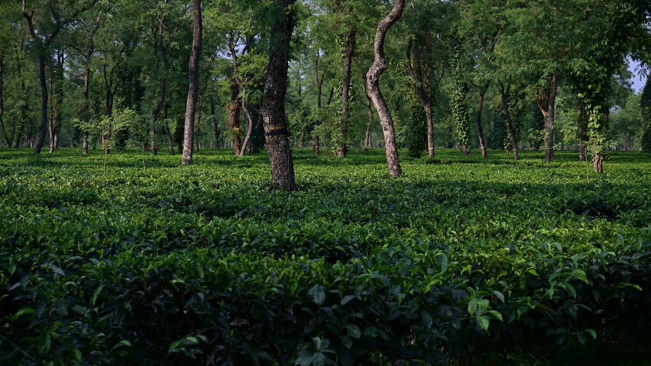 Photo of Outdoor in Lataguri