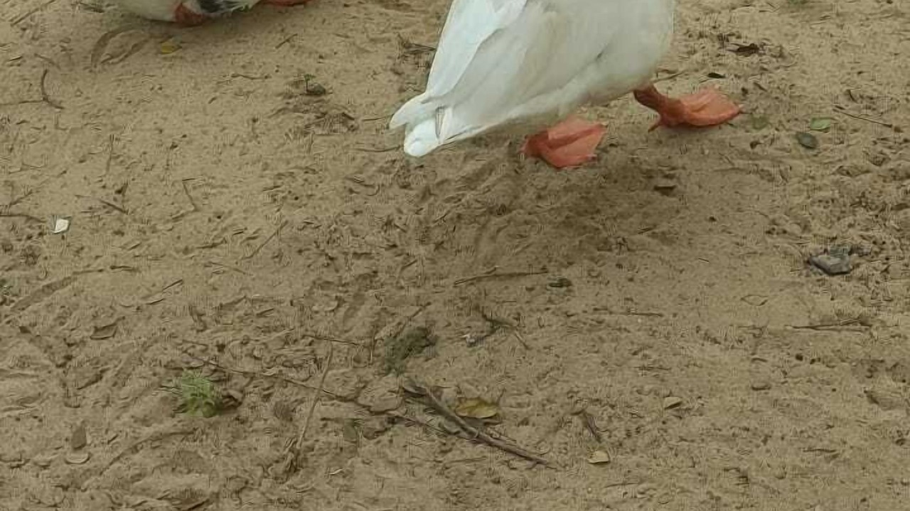 Photo of Outdoor in Balasore