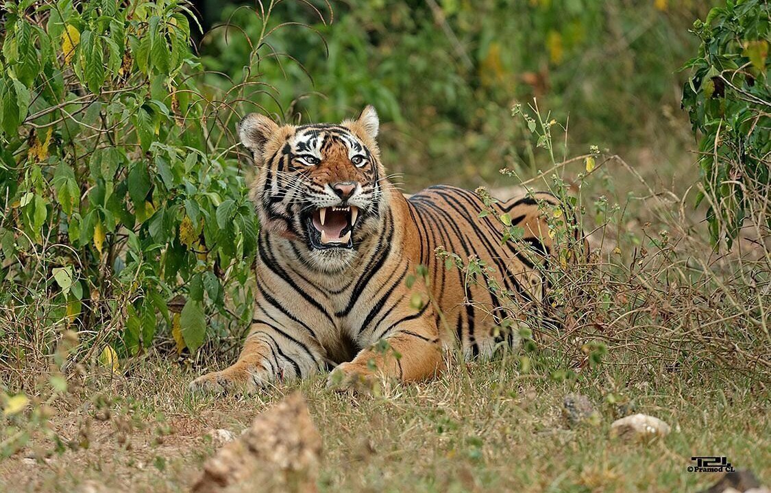 Photo of Others in Sariska