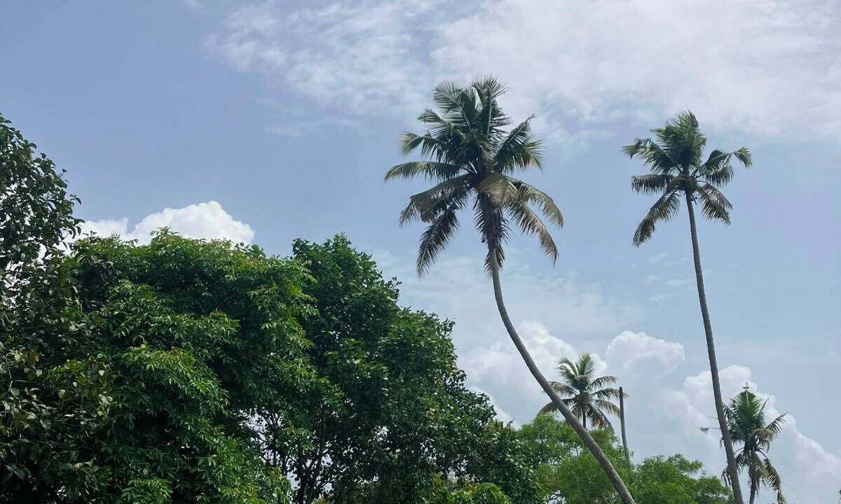 Photo of Outdoor in Mararikulam