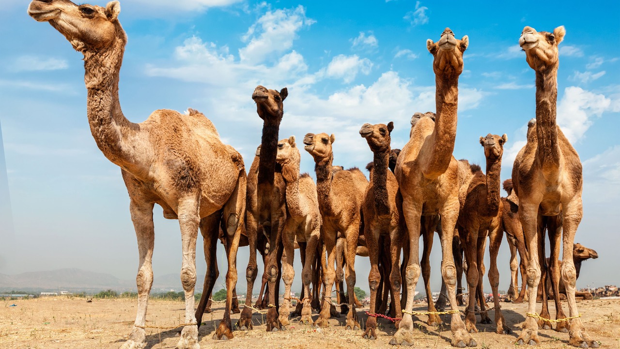 Photo of Outdoor in Pushkar