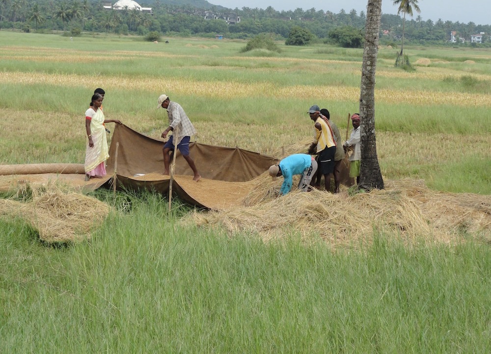 Photo of Others in Arpora