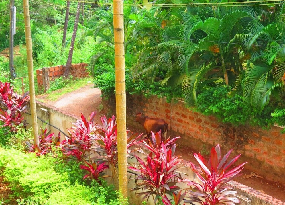Photo of Outdoor in Arpora