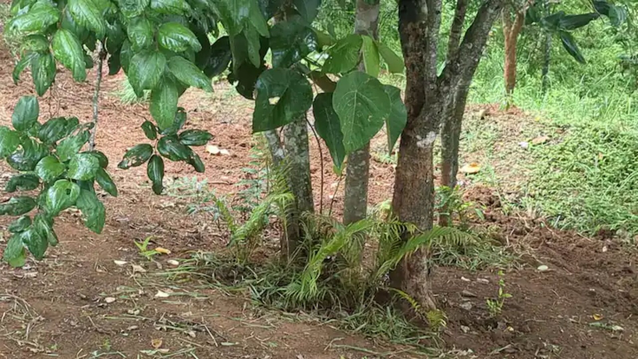 Photo of Outdoor in Mannarkkad