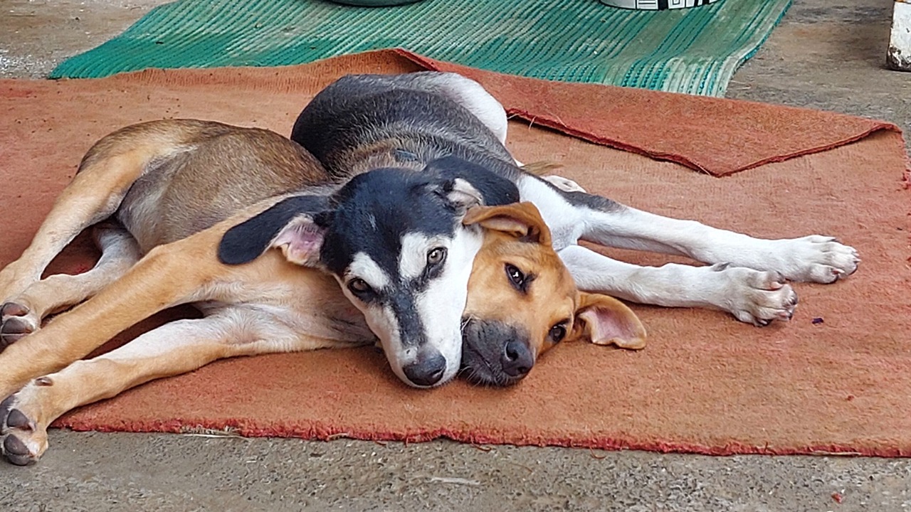 Photo of Others in Lonavala