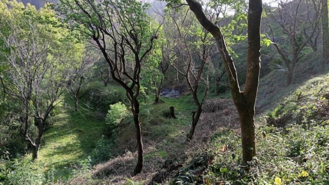 Photo of Others in Kandaghat
