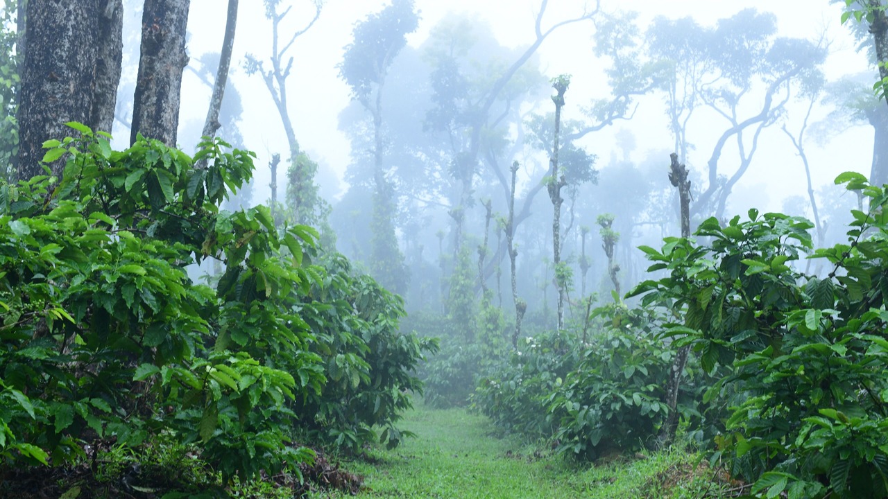 Photo of Outdoor in Virarajendrapet