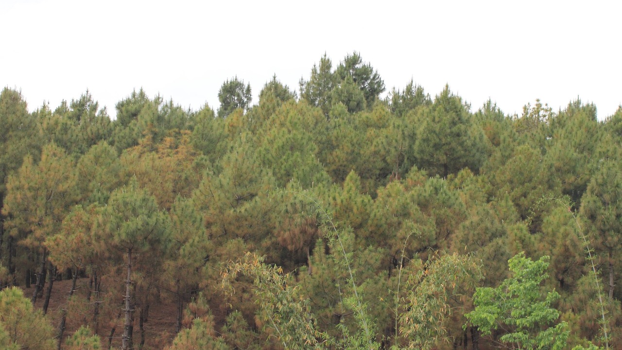 Photo of Outdoor in Chachian