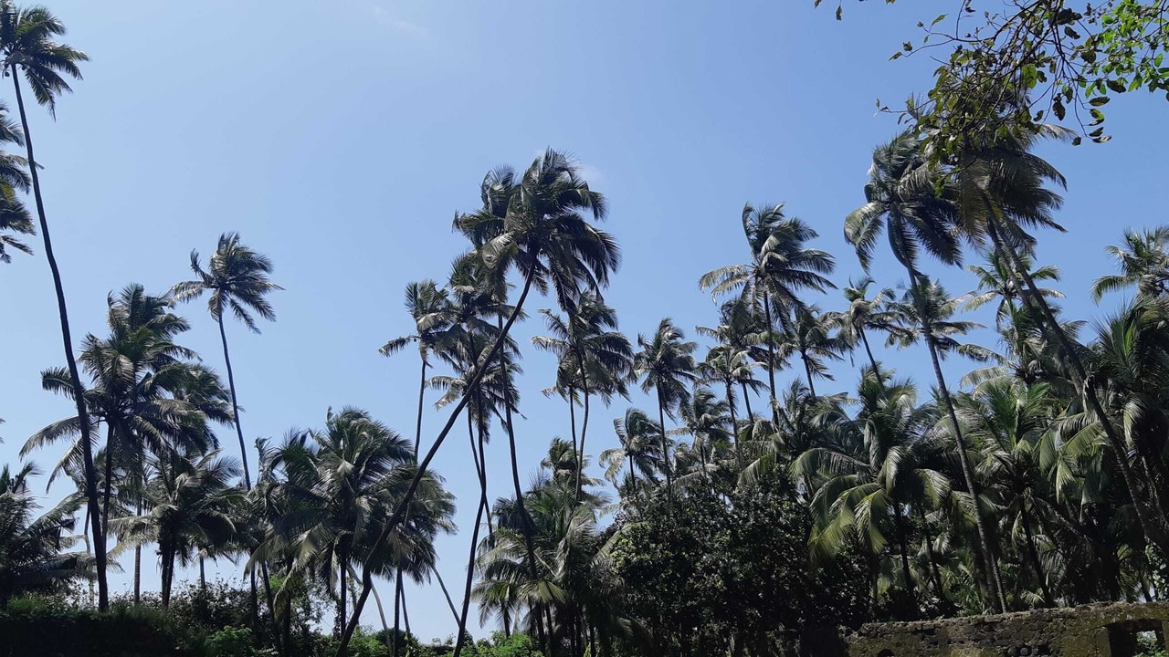 Photo of Outdoor in Revadanda