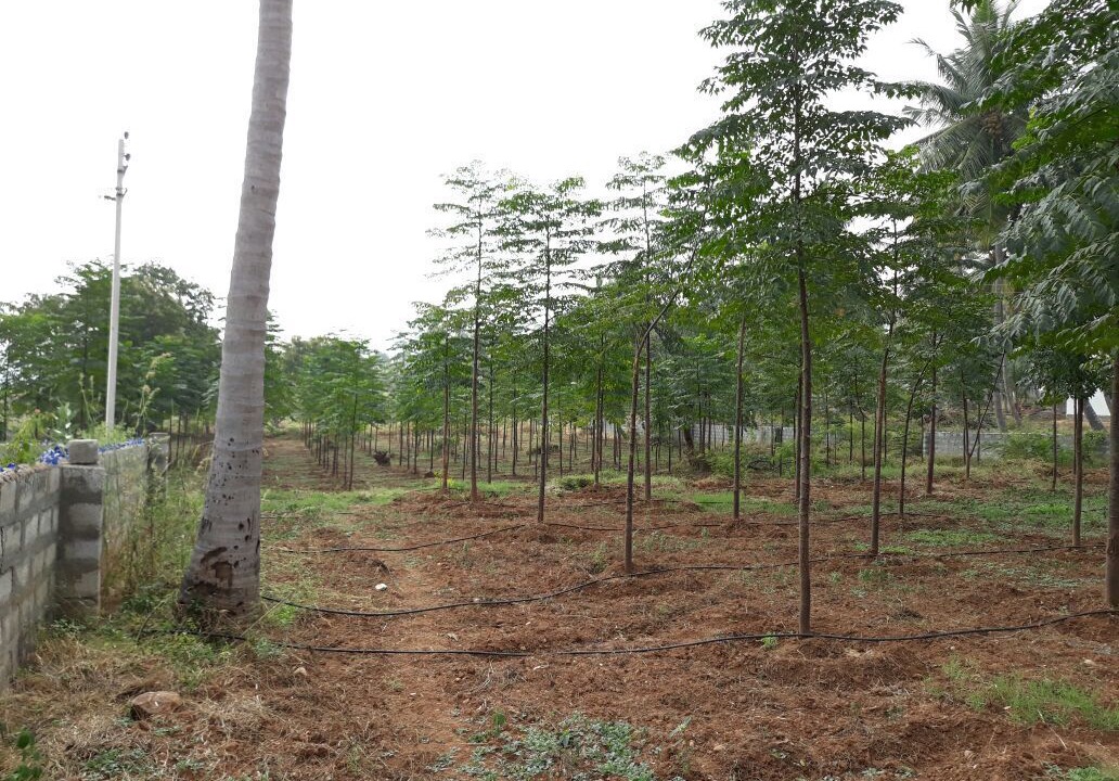 Photo of Others in Kanakapura