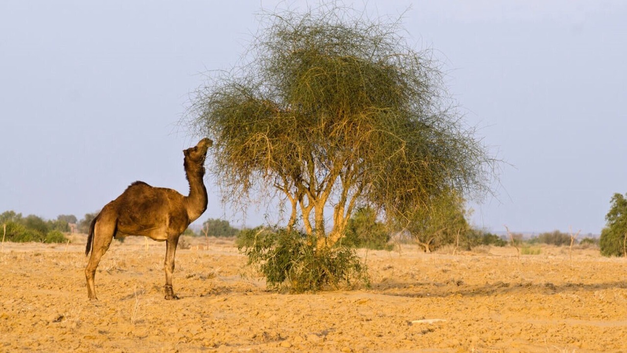 Photo of Others in Jaisalmer