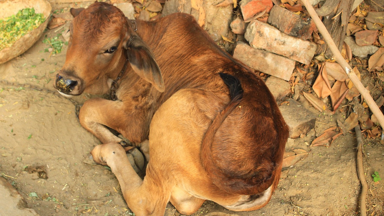 Photo of Others in Jalandhar