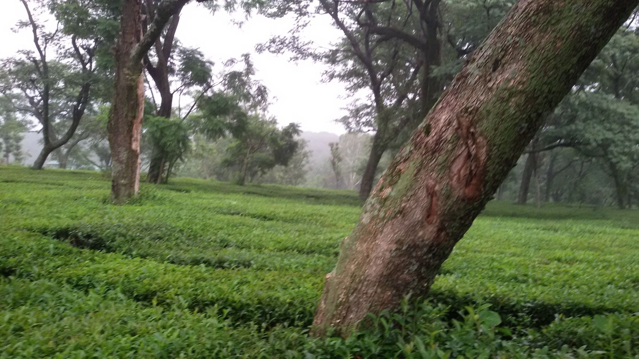 Photo of Outdoor in Palampur