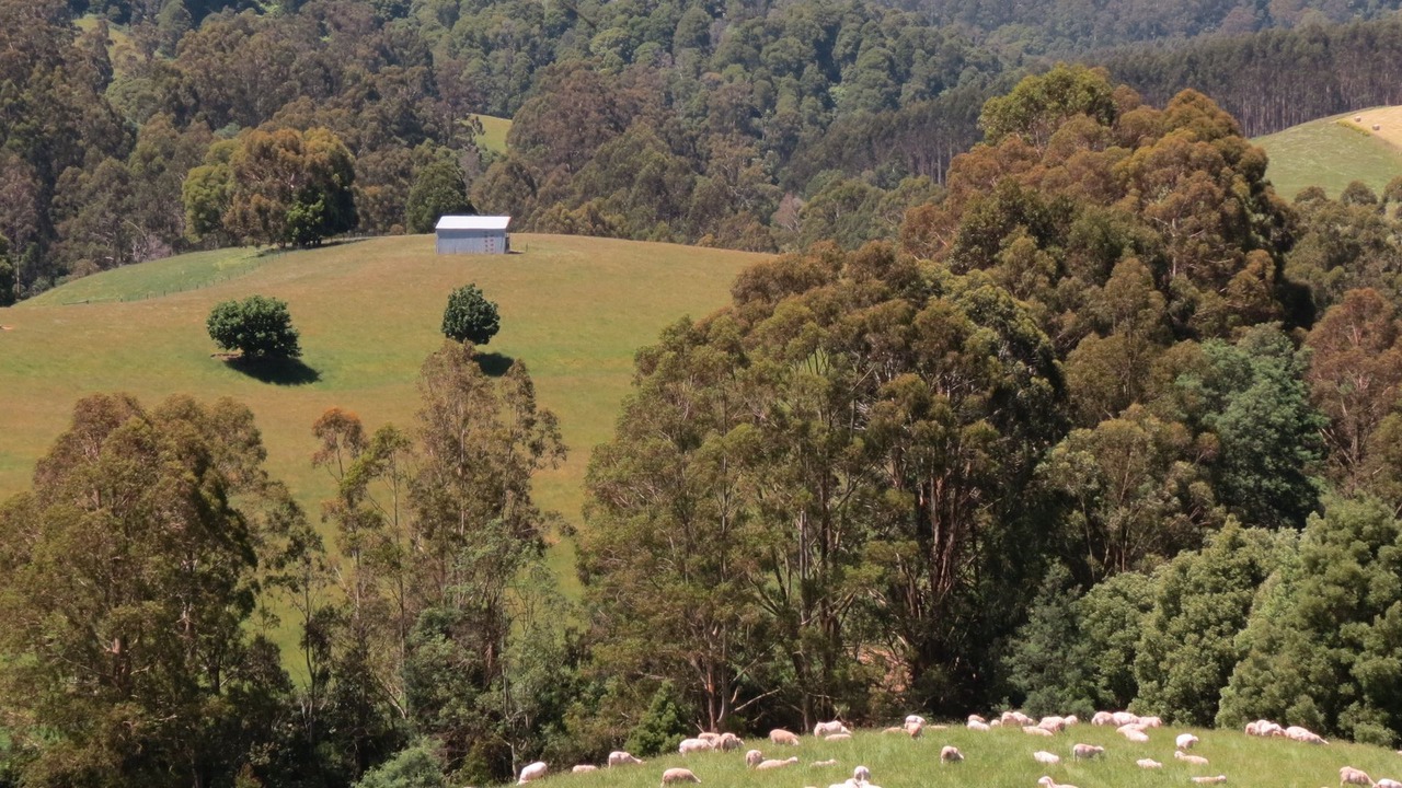 Photo of Others in Allambee Reserve