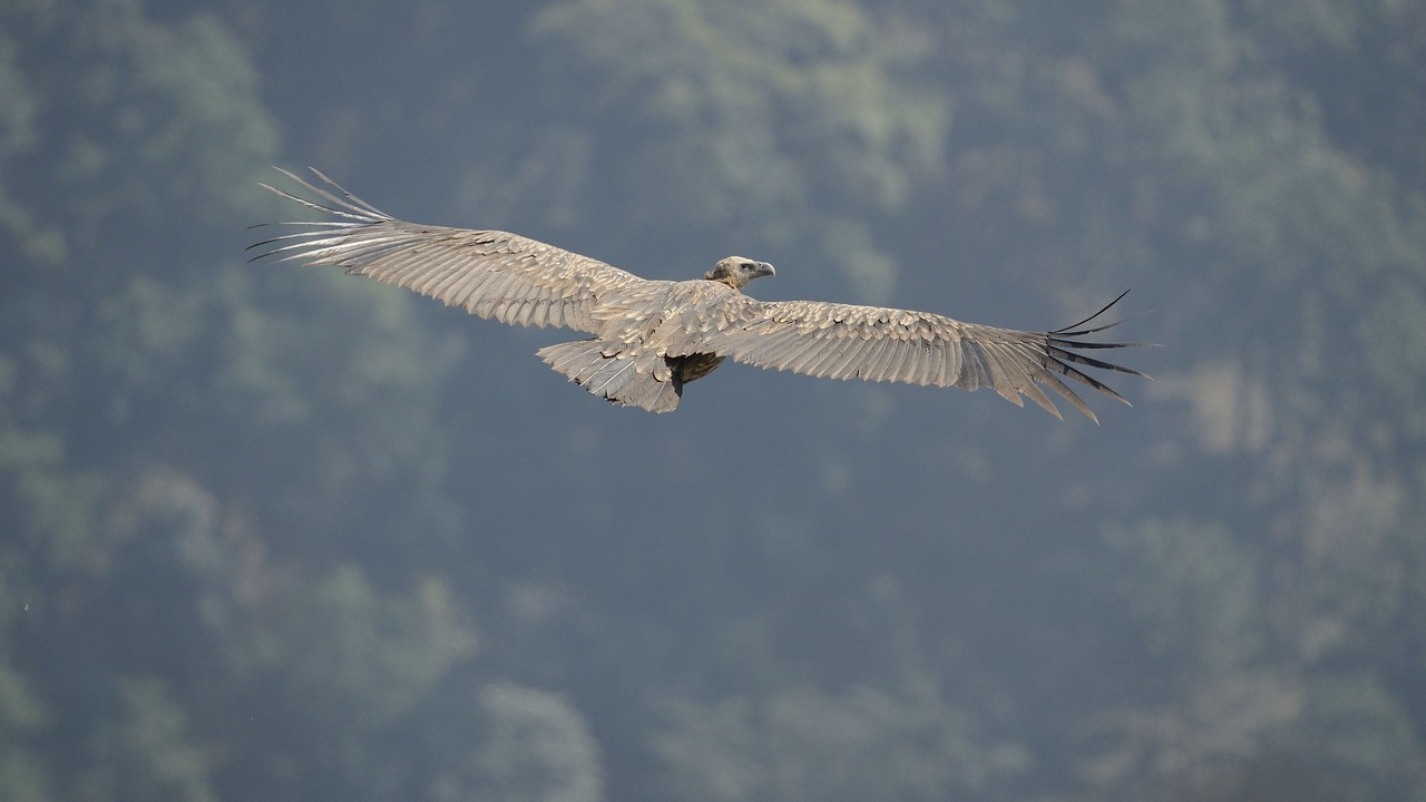 Photo of Others in Jakh
