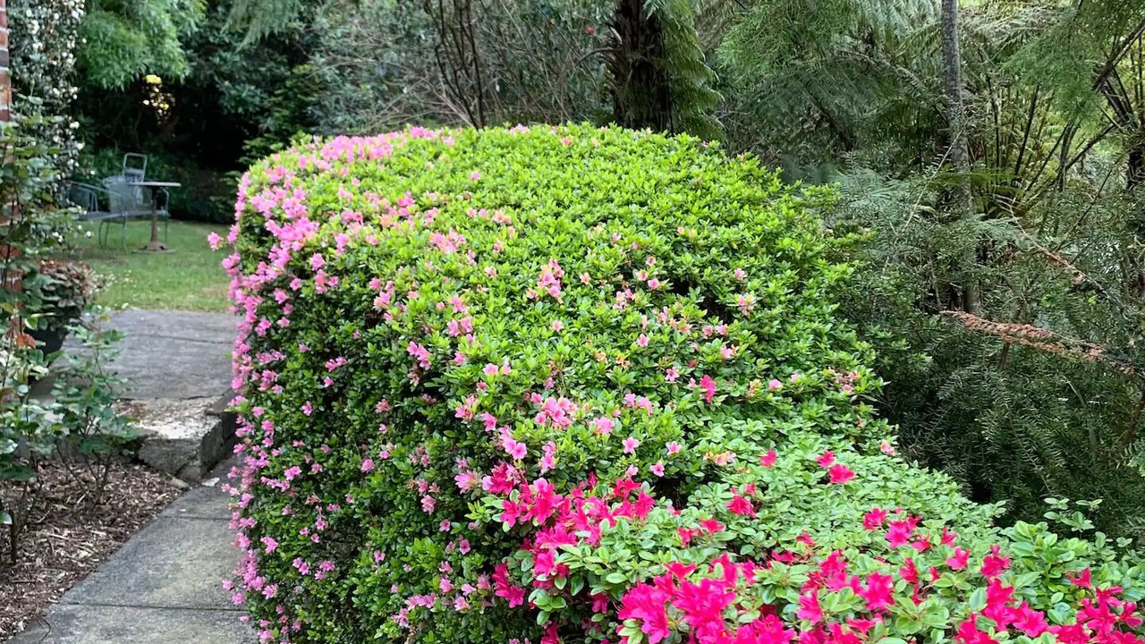 Photo of Outdoor in Sassafras