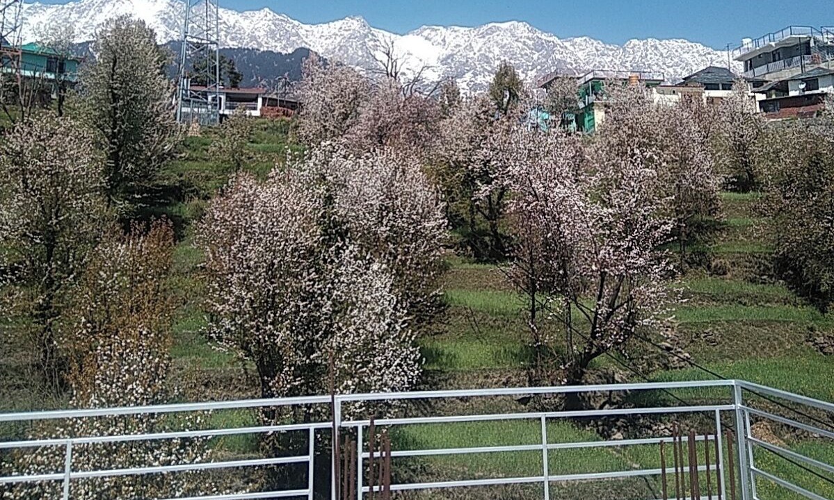 Photo of Outdoor in Naddi