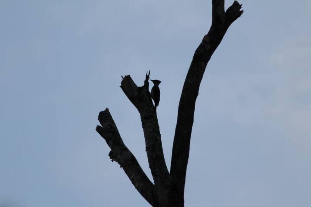 Photo of Others in Chikkamagaluru