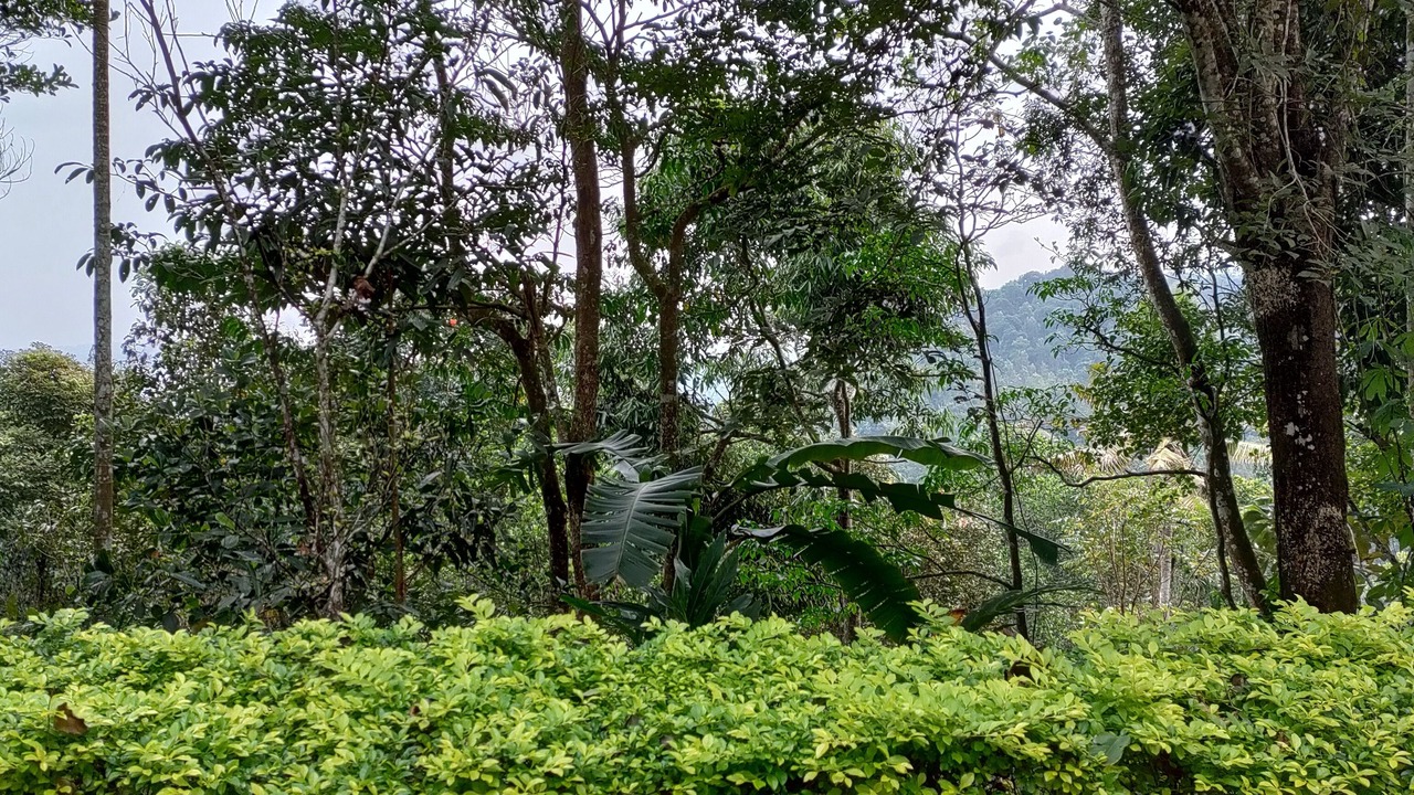 Photo of Outdoor in Udumbanchola