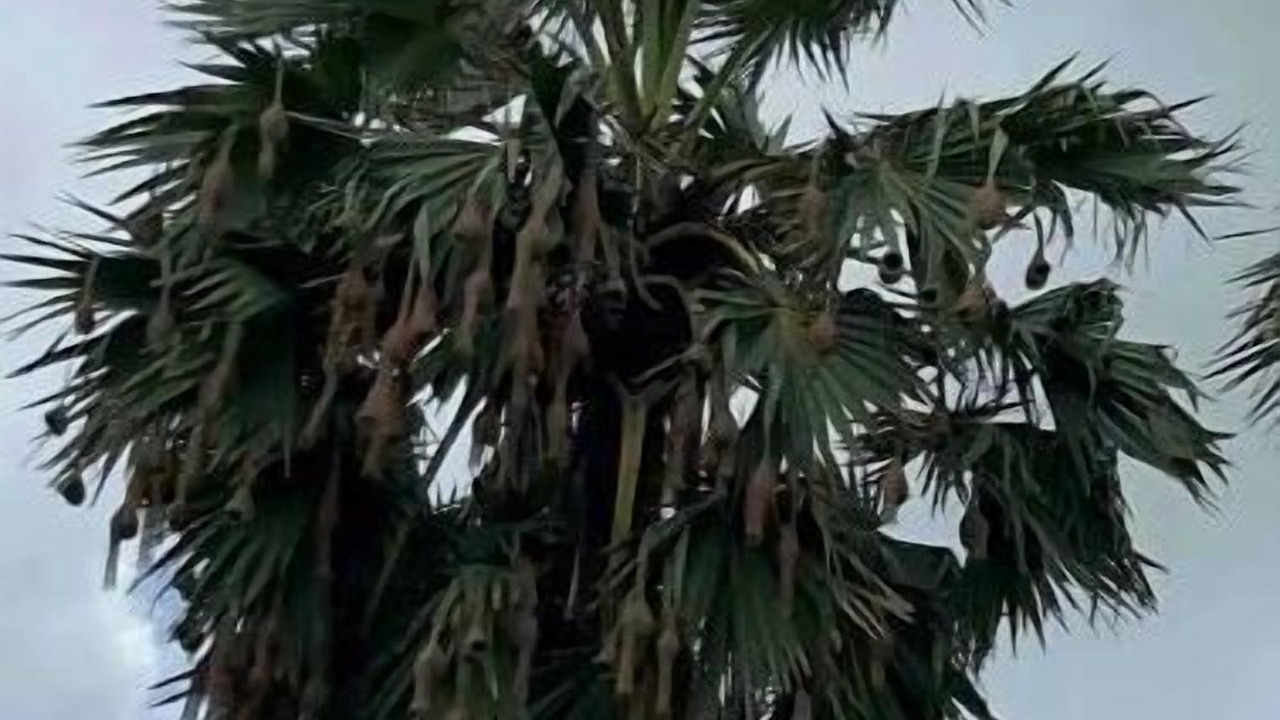 Photo of Outdoor in Vasai