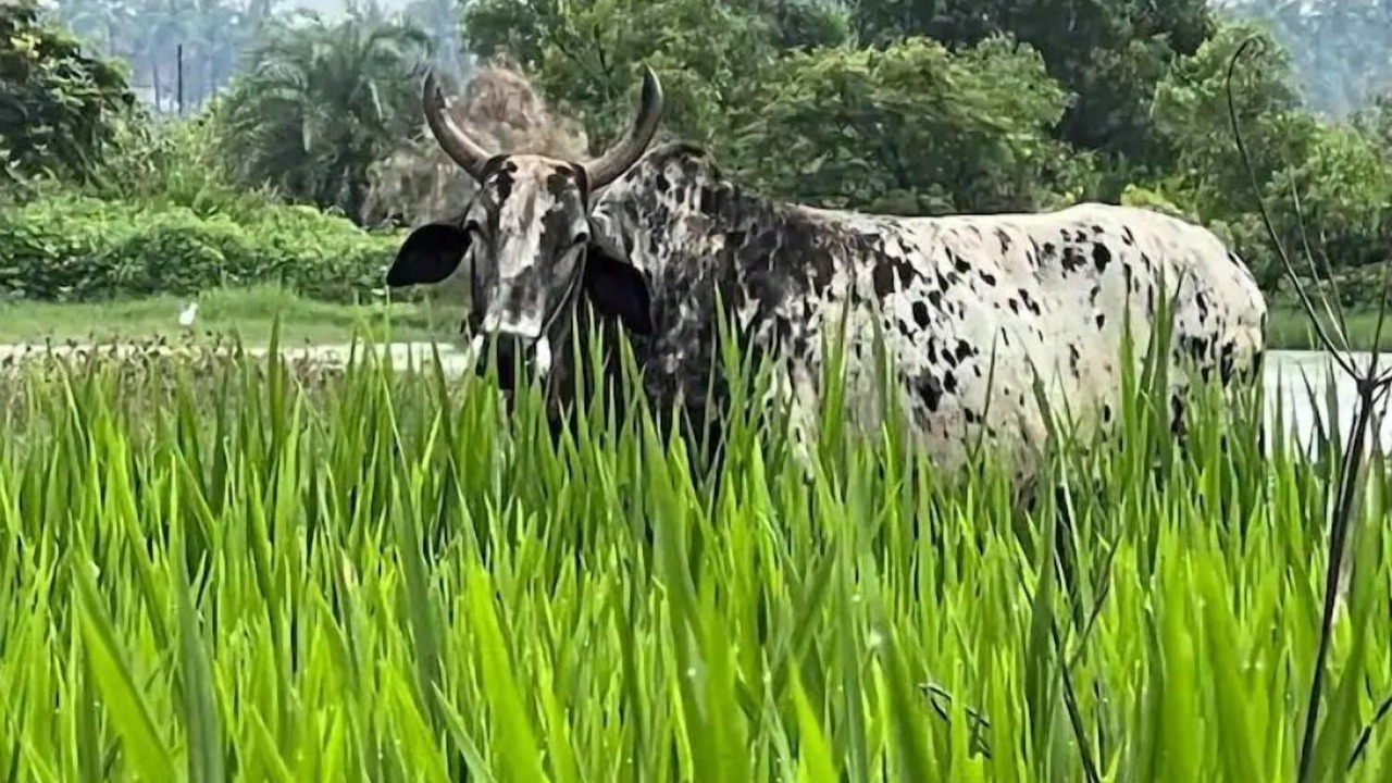 Photo of Others in Vasai